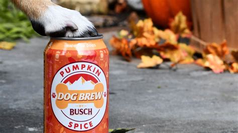 Busch Light releases pumpkin spice drink for dogs